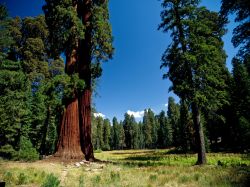 Redwood ovvero le sequoie giganti, dalle cortecce rosse, che svettano neò Parco Nazionale di Sequoia - Kings Canyon negli USA - © Thomas Cristofoletti / Shutterstock.com
