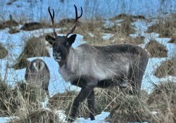 Una renna sorpresa alla periferia di Tromso in ...