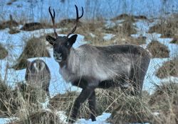 Una renna sorpresa alla periferia di Tromso in Norvegia, mentre cerca un po' di cibo nelle aree  non completamente ricoperte dalla neve