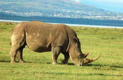 Rinoceronte nella savana della Tanzania - Foto di Giulio Badini