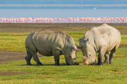 Rinoceronti e fenicotteri danno spettacolo sul ...