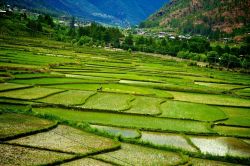 Le geometrie colorate delle grandi risaie nel Bhutan in Asia - © Selfiy / Shutterstock.com