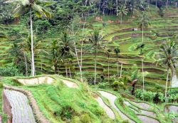 Risaie a Bali Indonesia - Foto di Giulio Badini, i Viaggi di Maurizio Levi