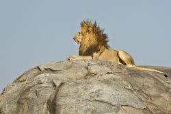 Il leone è forse l'abitante più maestoso del Parco Nazionale del Serengeti, nel nord della Tanzania (Africa orientale). Insieme agli elefanti, ai leopardi, ai rinoceronti neri ...