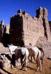 Rovine nellAtlante del Marocco con cavalli -  ...