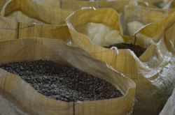 I chicchi da cui si ricavano le due tipologie di caffè prodotte dalla Fabbrica di caffè Monte Alto della famiglia Ramirez a Jarabacoa, Arabica e Caturra
