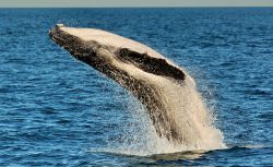 Salto megattera whale Watching Exmouth Australia ...