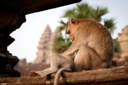 Scimmia a riposo nel sito archeologico UNESCO di Angkor Wat in Cambogia - © Piotr Gatlik / Shutterstock.com