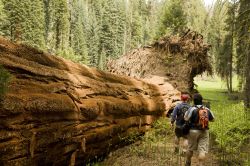 una impressionante sequoia caduta nell'omonimo parco nazionale USA che si trova nella California  - © Jim Lopes / Shutterstock.com