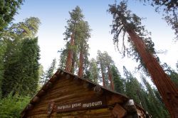 Le sequoie di Mariposa Grove e il piccolo museo nei pressi di Yosemite Park, in California - © photogolfer / Shutterstock.com