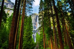 Sequoie allo Yosemite Natinal Park e la grande ...