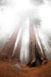 Sequoie nella nebbia, lo spettacolo nel Parco nazionale si Sequoia - Kings Canyon (USA) - © Galyna Andrushko / Shutterstock.com