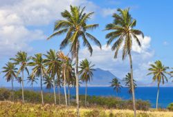 Sint Eustatius immortalata in uno scatto da St Kitts (Isole Vergini) - Per il cielo terso e le palme che si impongono in modo così maestoso su tutto il blu diurno, sembra quasi di vedere ...