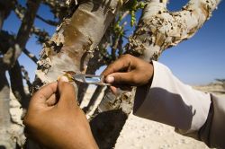 Il Dhofar, nel sud dell'Oman, ospita la Terra ...