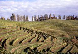 Slovenia, Radenci: una splendida veduta dei vigneti Jeruzalem - Foto di Giulio Badini