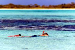 Snorkeling all'arcipelago di Los Roques ai Caraibi, in Venezuela. Le isole  vantano una barriera corallina tra le più pure e spettacolari del mondo, con grande varietà ...