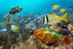Snorkeling e immersioni nella barriera corallina di Aruba ai caraibi - © Vilainecrevetter / Shutterstock.com