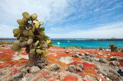 E' un'esplosione di colori l'isola di South Plaza dove l'azzurro delle acque del Pacifico si mescola con il verde della vegetazione e il rosso accesso creato dalla fioritura ...