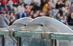 Il celebre spettacolo dei delfini allo zoo di Lisbona - foto © Vadim Petrakov / Shutterstock.com