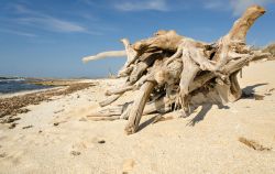 Spiaggia di Coagheddas, penisola del Sinis. Ci troviamo nei pressi di Cabras, Sardegna occidentale  - © marmo81 / Shutterstock.com