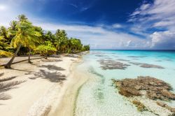 Palme, spiaggia bianca e fondale corallino, ecco il paradiso di Fakarava, Isole Tuamotu, Polinesia Francese
