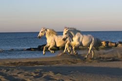 Spiaggia della Camargue con cavalli al galoppo ...