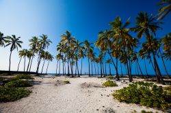 La spiaggia di Kealakekua, lungo la costa occidentale dell'Isola di Hawaii, è una distesa di sabbia bianca, vegetazione tropicale e palme dal fusto sottile agitate dal vento. Non ...