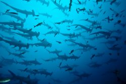 Squali martello fotografati durante un'immersione alle Isole Galapagos. Chiamati così per via della protuberanza ai lati della testa a forma di martello, questi grossi pesci d'acqua ...