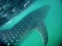 Squalo balena fotografato immersione isola Mafia Tanzania - © Kjersti Joergensen / Shutterstock.com