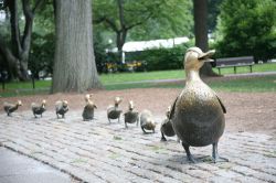 Ai Giardini Pubblici di Boston, Massachusetts, tra sentieri e aree verdi ci sono molte statue, tra cui una simpatica famiglia di papere di ottone - © aceshot1 / Shutterstock.com