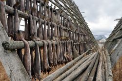 Stoccafissi Lofoten graticcio a Henningsvaer 