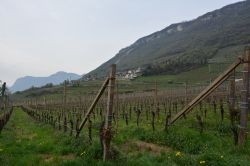 Vigneti a Appiano sulla Strada del Vino, Trentino Alto Adige. Questo comune della provincia di Bolzano è denominato anche "Terra dei castelli, laghi e vini". E' noto soprattutto ...