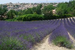 La celebre Strada della Lavanda: ci troviamo a ridosso di Valensole, il borgo ridente della Provanza in Francia - © Claudio Giovanni Colombo
/ Shutterstock.com