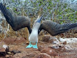 Sulle Islas Marietas è facile avvistare il "Sula piediazzurri" un uccello marino che localmente viene semplicemente chiamato come lo stupido uccello dalle zampe azzurre. Le ...