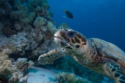 Tartaruga di ,are presso il Ras Mohamed National Park. Ci troviamo nel Mar Rosso settentrionale, in  Egitto, sulla punta sud della Penisola del Sinai - © Mark Doherty / Shutterstock.com ...