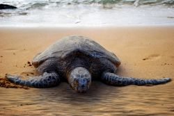 Tartaruga di mare su di una spiaggia di Oahu. ...