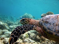 Tartaruga sul fondale dell'Atollo di Baa, isole Maldive. Nelle acque dell'atollo si possono trovare un'infinità di specie marine - foto © Kristina Vackova / Shutterstock.com ...