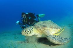 incontro con una Green Turtle (Tartaruga verde) durante una immersione nelle acque di Sharm el Sheikh, una delle località turistiche più importanti del Mar Rosso, in Egitto - © ...