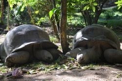 Tartarughe giganti a Necker Island, Isole Vergini Britanniche - © Guendalina Buzzanca / thegtraveller.com