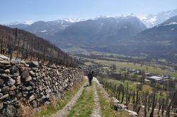 Terrazzamenti dei vigneti di Chiuro, siamo nella media Valtellina in Lombardia