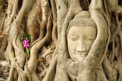 La Testa del Budda di arenaria si trova a Ayutthaya in Thailandia - © kowit sitthi / Shutterstock.com