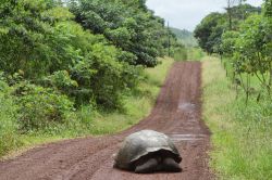 La simpatica immagine di una testuggine fotografata mentre percorre un sentiero a Santa Cruz alle Galapagos. Le zone collinari di quest'isola dell'Ecuador possiedono una vegetazione ...