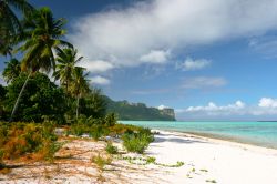 Sull'isola di Maupiti, nella Polinesia Francese, non è raro vedere scenari da cartolina: le tipiche spiagge bianche, le tipiche palme, il tipico mare azzurro... a cui vanno aggiunti, ...