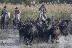 Tori della Camargue nella regione di Aigues Mortes, Provenza - La vasta pianura alluvionale del delta del Rodano si estende per circa 85 mila ettari a est di Aigues Mortes ed è compresa ...