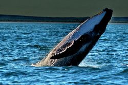 Tramonto Exmouth Megattera whale Watching