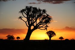 Tramonto nella savana della Namibia: un albero di Aloe dichotoma mentre il cielo s'accende di colori - © urosr / Shutterstock.com