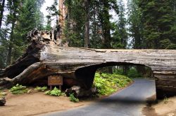 Tunnel Log: ovvero la strada dentro l'albero caduto! Ci troviamo nel parco nazionale di Sequoia - Kings Canyon in California, USA - © Kara Jade Quan-Montgomery / Shutterstock.com