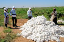 Turkmenistan raccolta del cotone - Foto di Giulio Badini< / I Viaggi di Maurizio Levi