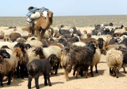 Turkmenistan tradizione della transumanza - Foto di Giulio Badini< / I Viaggi di Maurizio Levi