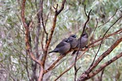 Uccelli australiani al Desert Park di Alice Springs ...